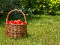 Basket Full Of Cherries