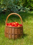 Basket Full Of Cherries