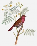 Bird Vintage Art Illustration