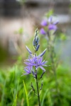 Blue Flower, Flora