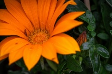 Flower, Gazania Rigens, Flora