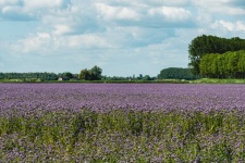 Flower Field, Phacelia, Purple Flower