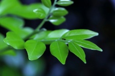 Bright Green Compound Leaf