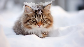 Brown Kitten In The Snow