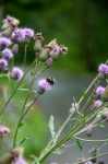 Bumblebee, Burdock, Pollination