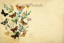 Butterflies Wildflowers Postcard