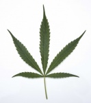 Cannabis Leaf Isolated On White