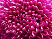 Chrysanthemum Flower Blossom Pink