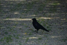 Crow On The Ground
