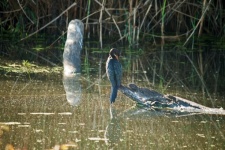 Cormorant Sitting On A Log In Water