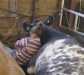 Cow Girl Sleeping With Cows In Barn