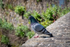Bird, Wood Pigeon