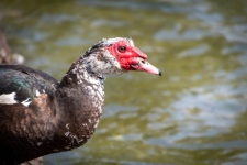 Barbary Duck, Muscovy
