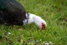 Barbary Duck, Muscovy