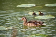 Duck, Mallard, Chicks
