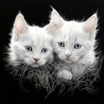 Fantasies Of Baby White Cats