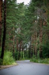 Forest, Thicket, Forest Road