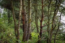Forest, Trees, Trunks, Thicket