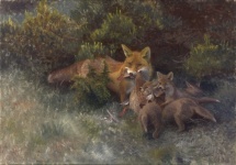 Fox With Cubs Bruno Liljefors 1912