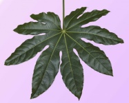 Giant Green Leaf