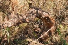 Gnarled Trunk Of Tree Growing Wild