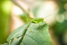 Cricket On Leaf