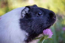 Guinea Pig, Rodent, Portrait, Pet