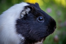 Guinea Pig, Rodent, Portrait, Pet
