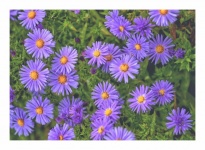 Autumn Asters Flowers Blossom