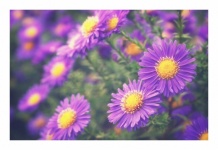 Autumn Aster Purple Blossom Flower