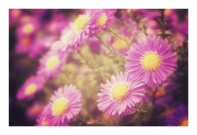 Autumn Asters Flowers Flowers Photo