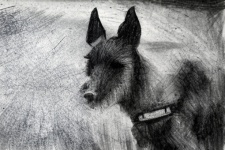 Dog, Animal Portrait, Charcoal