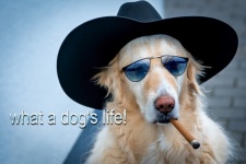 Dog, Humor, Cigar, Hat