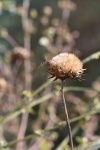 Tall Dry Thistle-Type Plant