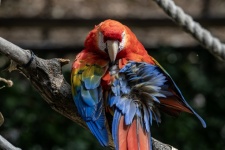 Red And Blue Macaw Parrot
