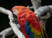 Red And Blue Macaw Parrot