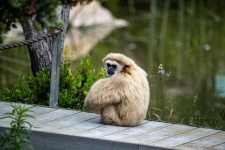 White Handed Gibbon Monkey