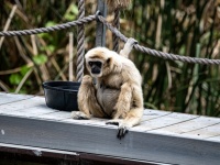 White Handed Gibbon Monkey