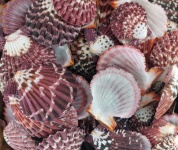 Pink Hued Scallop Shells