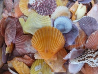 Colorful Scallop Shells