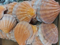 Scallop Seashells