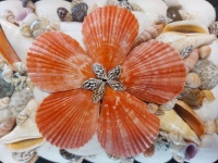 Flower Made From Scallop Shells
