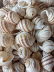 Banded Tonna Sulcosa Seashell