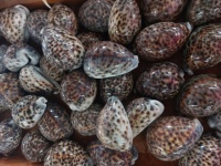 Cowry Sea Shells