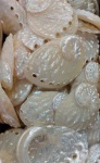 White Polished Abalone Shells