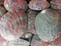 Pink Abalone Shells