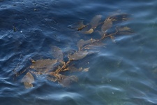 Floating Ocean Seaweed