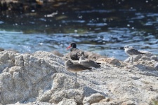 Shore Birds On Ocean Rocks
