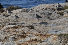 Sanderling Shore Bird