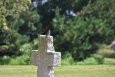 Bird On Gravestone